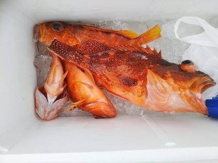 康仁丸・ジギング釣り果